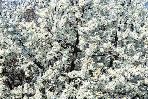 Close up of the branches of a blooming blackthorn with many white flowers in spring