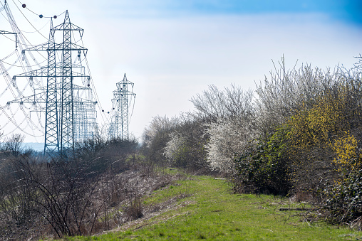 High-voltage pylons standing in a line with flowering bushes in the undergrowth in the foreground and a milky, white-blue sky in spring