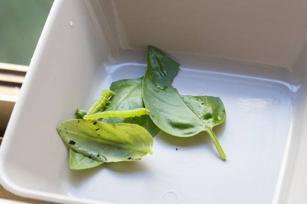 Destroyed green basil leaves eaten by caterpillars