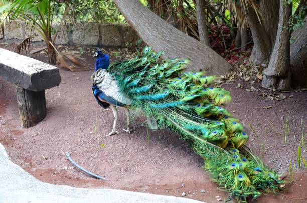 istock Colorful male peacock side view in Tenerife 2073219720
