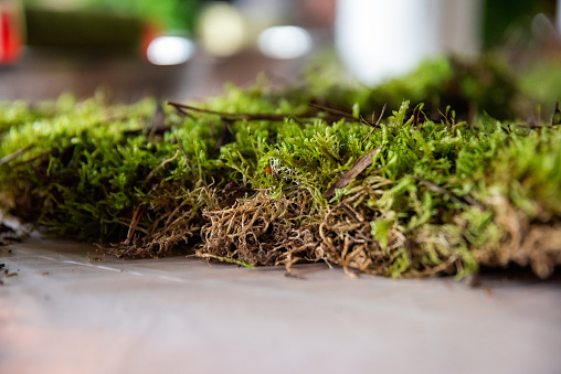 In this enchanting scene, the delicate beauty of nature takes center stage as moss graces the table. The soft, lush moss brings a touch of natural elegance to the setting, creating a serene and harmonious ambiance. This image captures the artful marriage of the organic world and interior design, where the moss becomes a living decoration, infusing the space with a fresh and calming aura