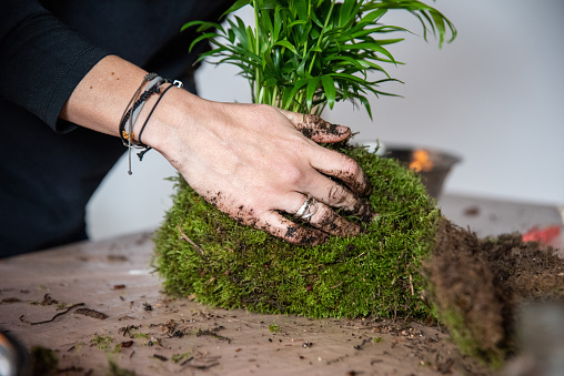 In this captivating image, a woman's hands come together to create a Kokedama with an Areca Palm, carefully adding moss to the root ball. The scene embodies a shared artistic expression, a beautiful tapestry of skill and nature. Each hand contributes to the process with a delicacy that exemplifies the connection between human touch and organic beauty. This snapshot captures the beauty of collective creativity, where the Kokedama transforms into a living sculpture of green elegance.