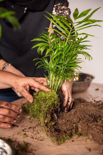 In this captivating image, a group of hands come together to create a Kokedama masterpiece using an Areca Palm, carefully adding moss to the root ball. The scene embodies a shared horticultural endeavor, a collaborative tapestry of craft and nature. Each hand contributes to the delicate artistry, exemplifying the unity between human touch and the organic world. This snapshot captures the beauty of collective creativity, where Kokedama becomes a living sculpture of green elegance.