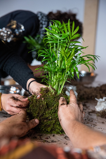 In this evocative image, multiple women's hands come together to craft Kokedamas with Areca Palm plants, meticulously adding moss to the root ball. The scene embodies an artistic collaboration, uniting skills and nature in a shared process. Each hand contributes with a delicate touch that exemplifies the harmony between human touch and organic beauty. This snapshot captures the synergy of collective creativity, where the Kokedamas transform into living sculptures of botanical elegance.