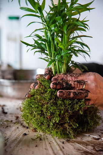 In this captivating image, a woman's hands come together to create a Kokedama with an Areca Palm, carefully adding moss to the root ball. The scene embodies a shared artistic expression, a beautiful tapestry of skill and nature. Each hand contributes to the process with a delicacy that exemplifies the connection between human touch and organic beauty. This snapshot captures the beauty of collective creativity, where the Kokedama transforms into a living sculpture of green elegance.