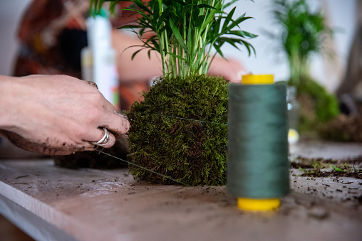 In this image, the process of creating a Kokedama is captured at the precise moment when moss is carefully and precisely wrapped around the root ball using string. Every detail reflects the skill and artistry involved in crafting this unique and beautiful way of cultivating plants. The contrast between the lush green of the moss and the embracing string creates a scene of natural beauty and craftsmanship. This moment encapsulates the essence of Kokedama creation, where nature becomes a living work of art.