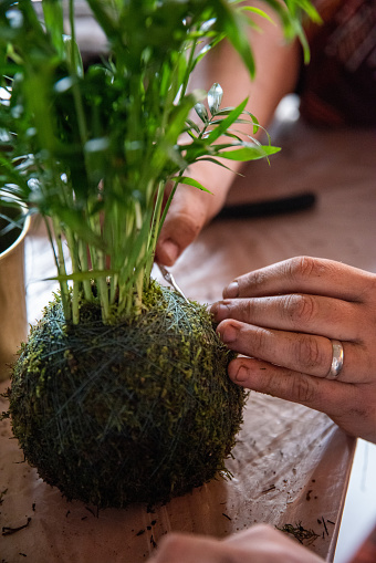 In this image, the precise details of crafting a Kokedama are highlighted, as skilled hands use a needle and thread to wrap the moss sphere with dexterity. Every gesture reflects the passion and expertise required to shape this beautiful expression of plant cultivation. The contrast between the delicacy of the hands and the needle, alongside the moss, creates a scene of botanical craftsmanship. The image captures the essence of Kokedama creation, where nature transforms into a living masterpiece.