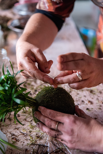 In this captivating image, a hand gracefully cradles a Kokedama plant, while other hands skillfully work to delicately wrap thread around another moss sphere using a needle. The scene represents a dance of dexterity and passion in the art of crafting Kokedamas. Each hand reflects the care and expertise required for this unique expression of plant cultivation. The image captures the harmony between nature and craftsmanship in a dance of horticultural creativity.