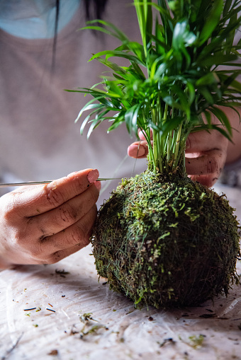 In this detailed image, the meticulous process of creating a Kokedama is captured, with skilled hands holding a needle and working with precision to wrap thread around an Areca Palm. The scene showcases the fusion of skill and passion in horticulture, where craftsmanship and nature converge to shape a botanical masterpiece. Each movement reflects the care and expertise required for this unique form of plant cultivation. The image highlights the beauty and precision in Kokedama creation.