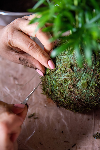 In this detailed image, the meticulous process of creating a Kokedama is captured, with skilled hands holding a needle and working with precision to wrap thread around an Areca Palm. The scene showcases the fusion of skill and passion in horticulture, where craftsmanship and nature converge to shape a botanical masterpiece. Each movement reflects the care and expertise required for this unique form of plant cultivation. The image highlights the beauty and precision in Kokedama creation.