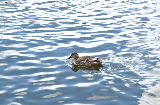 istock mandarin duck swimming with water wave in lake 2073228776