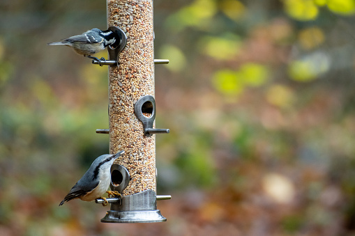 Wild birds eating from bird feeder in autumn or fall