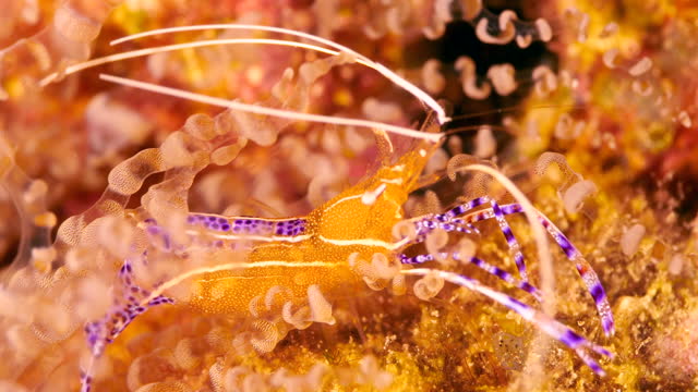Close-up of Shrimp in coral reef of the Caribbean Sea