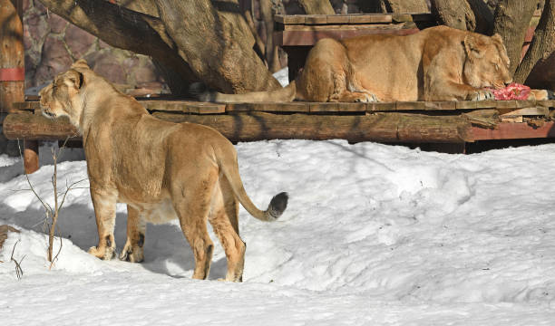 istock Two asiatic lionesses (Panthera Leo Persica) on snow 2073246564