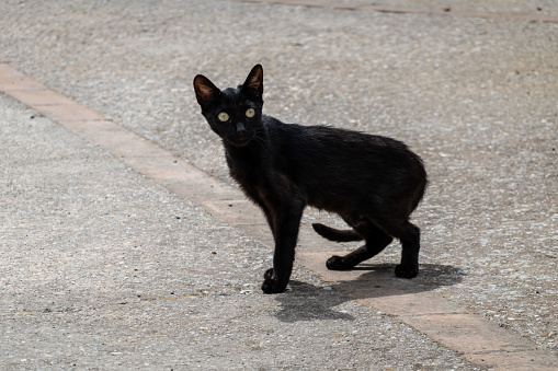 A mysterious black cat gracefully traverses the midnight tar road, its illuminated eyes and silent presence evoking an enigmatic and bewitching aura under the streetlight glow.