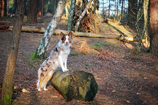 Border Collie in the woods
