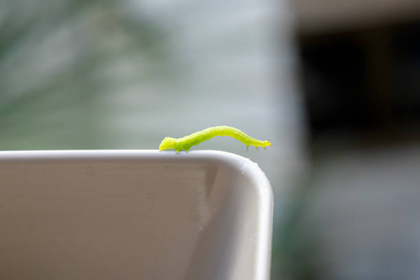 istock Closeup of a green caterpillar crawling 2073253231