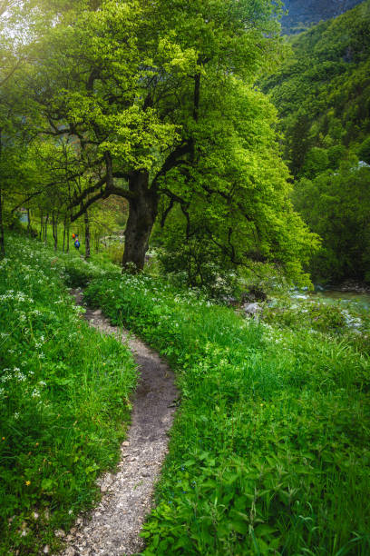 Nature Trail Through Lush Green Forest - Path leading off into the distance with no people. Hiking trail through scenic canyon area.