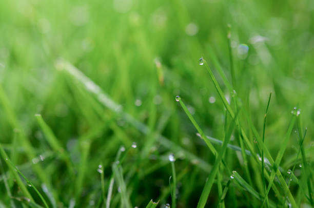 Closeup or macro of dew in green grass in summer