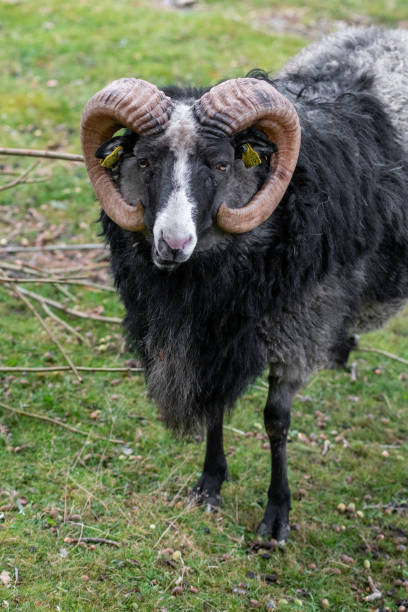 istock Photo of a black sheep with horns 2073256368