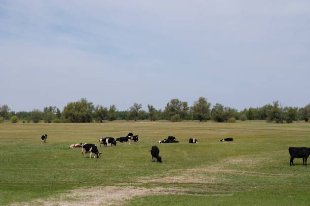 Groupd of dairy cows on pasture during a springtime day with a blue sky above.