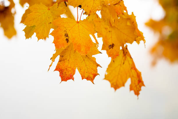 A bouquet of golden and red autumn leaves in the park