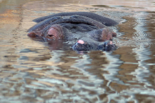 Two hippopotamus (Hippopotamus amphibius) submerged in water, South Africa