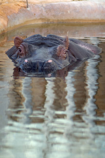 An adult hippopotamus partially emerges from the water, showing its ears, eyes and nose.