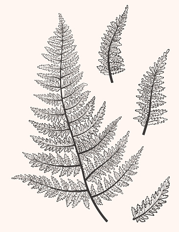 Botanical Style Ferns On A Transparent Background