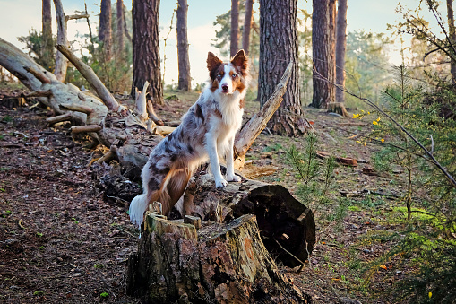 A tri coloured red merle border collie stood amongst the trees in pine woodland.