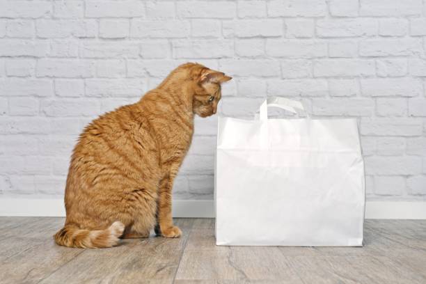 istock Funny red cat looking curois inside a paper back. Side view with copy space. 2073273429