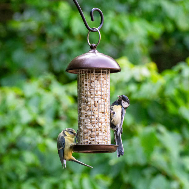 istock Photo of birds eating peanuts from a bird feeder 2073280165