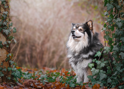 Two obedient Shepherd dogs (tricolor Sheltie and blue merle rough Collie) posing together sitting on a green grass with fallen leaves in autumn
