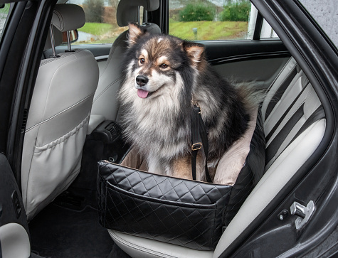 Portrait of Finnish Lapphund dog in car