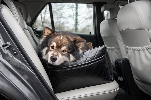 Portrait of Finnish Lapphund dog in car