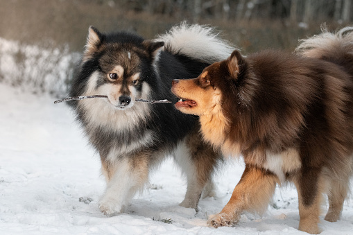 Portrait of Finnish Lapphund dogs playing