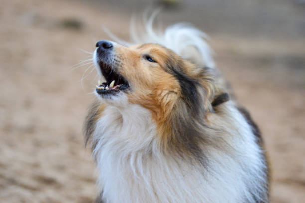 Sheltie or Shetland Sheepdog howling or barking