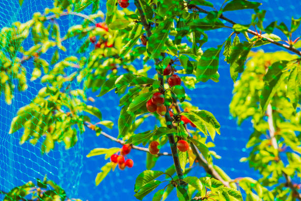 A picturesque scene of ripe cherry clusters hanging from a tree, protected by a mesh bird net.