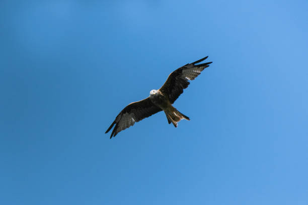 istock Big carnivore bird in the sky 2073300657