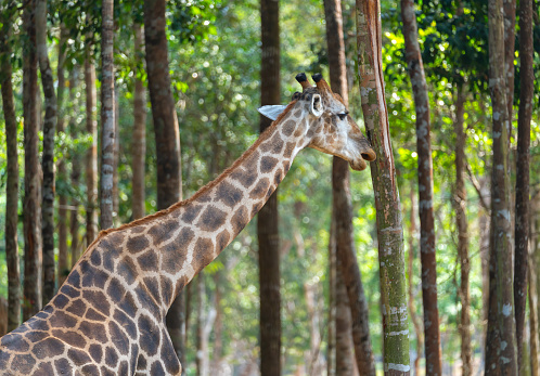 A giraffe among tall tree trunks