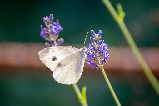 Closeup or macro of a butterfly on lavender flower in summer