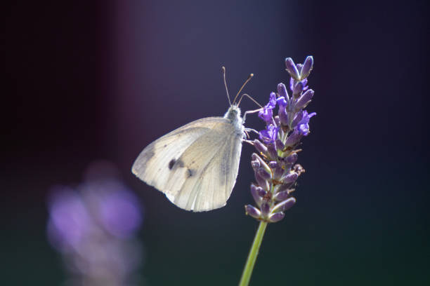 istock Closeup or macro of a butterfly on lavender 2073302228