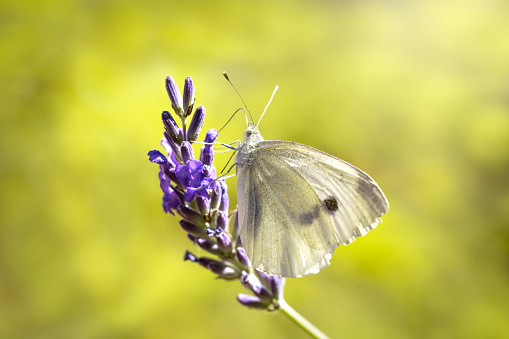 Closeup or macro of a butterfly on lavender flower in summer