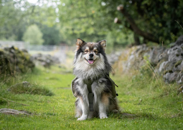 portrait of a young finnish lapphund dog - finnish lapphund bức ảnh hình ảnh sẵn có, bức ảnh & hình ảnh trả phí bản quyền một lần