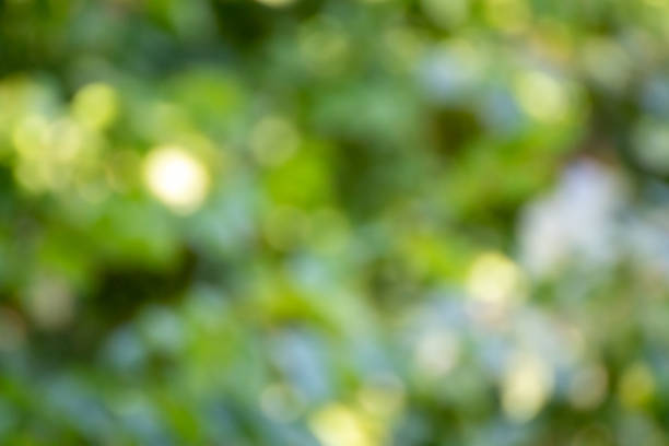 istock Background photo of unfocused and blurry trees 2073305367