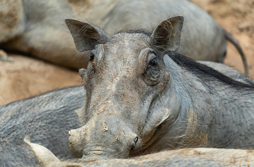 Close-up portrait of warthog, Phacochoerus africanus