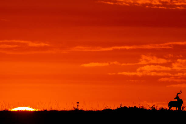 Sunrise shot at Masai Mara National Park