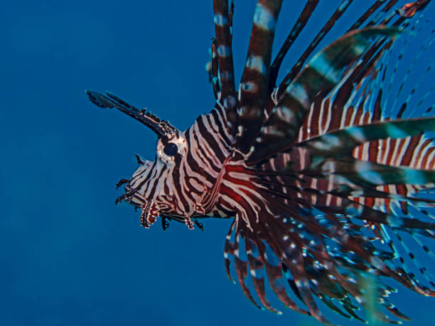 istock Common Lionfish (Turkeyfish, Red Lionfish) - Pterois volitans - Pacific lionfish 2073321672
