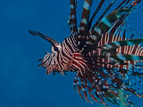 Common Lionfish (Turkeyfish, Red Lionfish) - Pterois volitans - Pazifischer Rotfeuerfisch