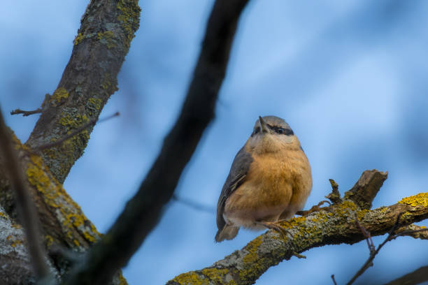 The Nuthatch is an easy bird to recognize by its plumage and behavior, especially since it is most often the only one of its kind present in a given place.